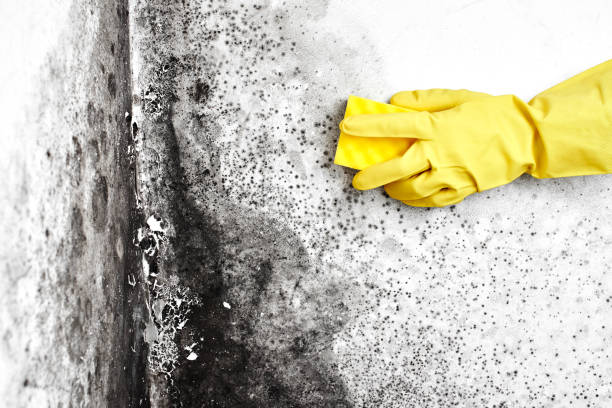 Best Crawl Space Mold Remediation in New Franklin, MO