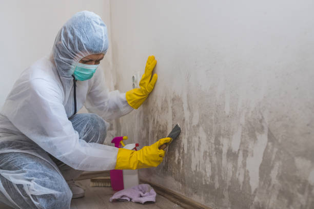 Best Post-Flood Mold Remediation in New Franklin, MO