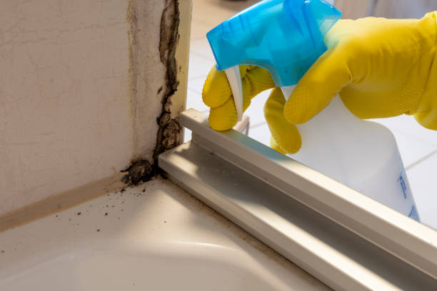 Best Black Mold Remediation in New Franklin, MO