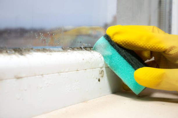 Best Mold Testing and Inspection Services in New Franklin, MO