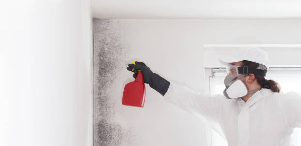 Best Insurance-Related Mold Remediation in New Franklin, MO