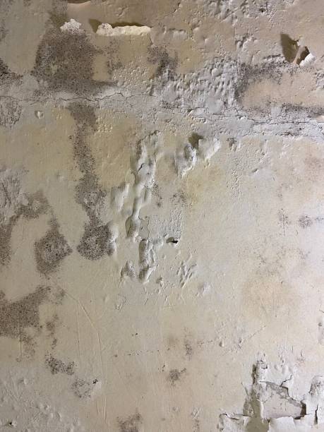 Best Post-Flood Mold Remediation in New Franklin, MO
