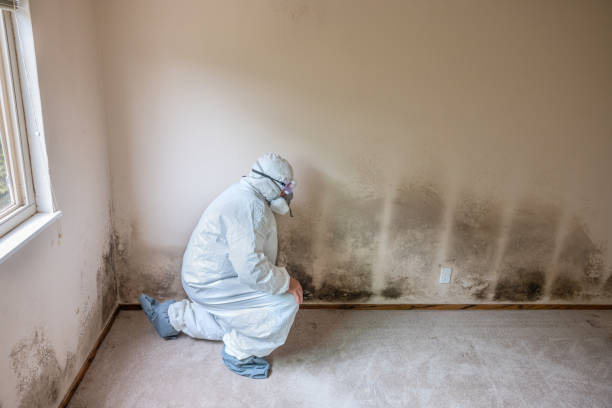 Best Industrial Mold Remediation in New Franklin, MO