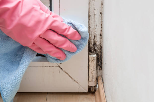 Best Emergency Mold Remediation in New Franklin, MO