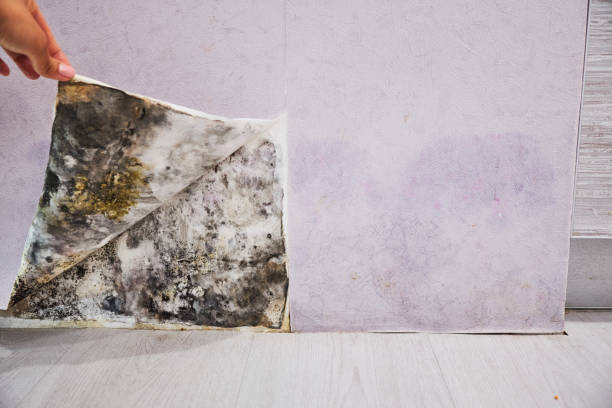 Best Localized Mold Remediation (e.g., coastal areas, humid climates) in New Franklin, MO